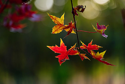 秋天多姿多彩的树叶