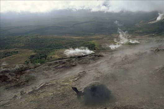 加拉帕戈斯巨龟,加拉帕戈斯象龟,寻找,潮湿,蒸汽,喷气孔,火山口,边缘,阿尔斯多火山,伊莎贝拉岛,加拉帕戈斯群岛,厄瓜多尔
