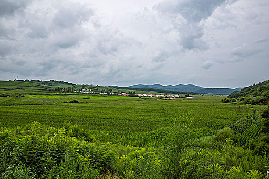 田野