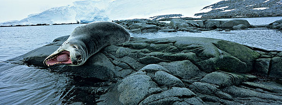 南极,海豹,牙齿,休息,岩石,岸边,港口