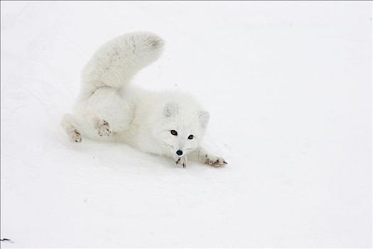 北极狐,雪,苔原,北极