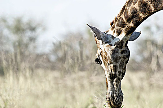 特写,长颈鹿,禁猎区,西北省,南非