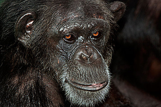 黑猩猩,类人猿,头部,成年