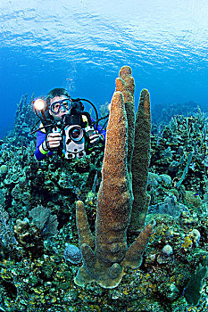 珊瑚,礁石