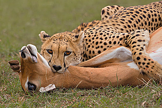 成年,女性,印度豹,猎豹,勒颈,雌性,黑斑羚,马赛马拉国家保护区,肯尼亚,非洲