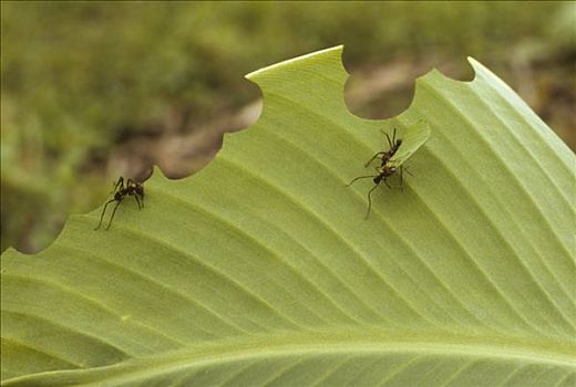 蚂蚁,叶子,伯利兹,中美洲
