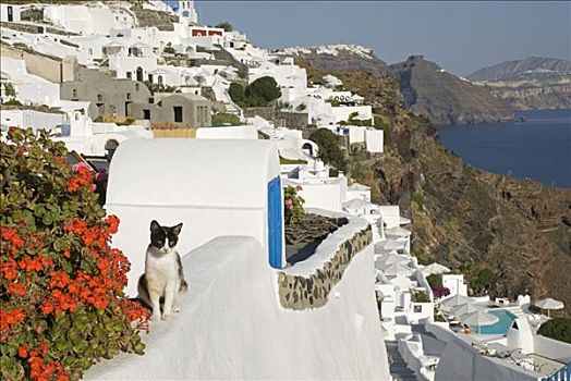 希腊,锡拉岛,悬崖,房子,孔,火山岩