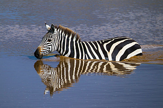 斑马,马,游泳,河,塞伦盖蒂,裂谷省,肯尼亚,非洲
