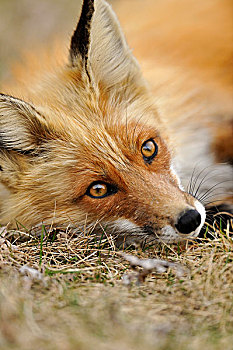 红狐,狐属,擦,草
