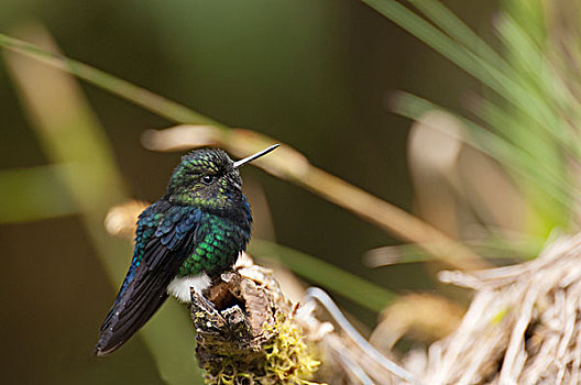 蜂鸟,厄瓜多尔