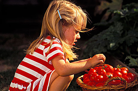 孩子,3岁,挑选,迟,丰收,成熟,红色,西红柿,加利福尼亚