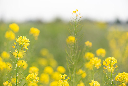 油菜花