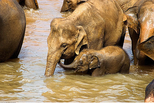 大象,河,品纳维拉,动物收容院,斯里兰卡