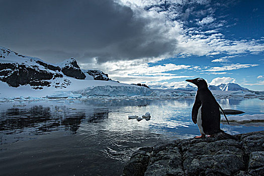 南极,巴布亚企鹅,站立,影子,海岸线