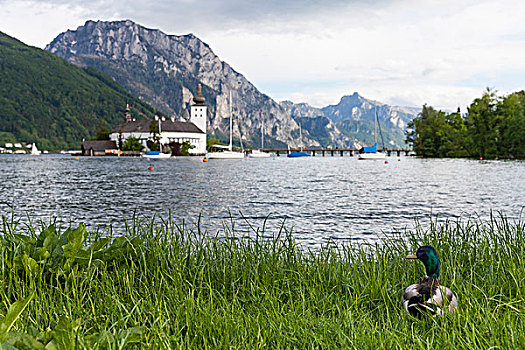鸭子,看,城堡,特劳恩湖,格蒙登,萨尔茨卡莫古特,上奥地利州,奥地利