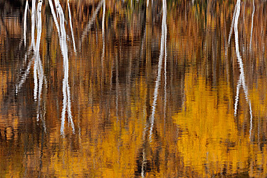秋天,白杨,桦树,反射,萨德伯里,安大略省,加拿大