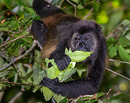 啸猴,吃,小树,叶子,树荫,雨林,蓬塔雷纳斯,哥斯达黎加,中美洲