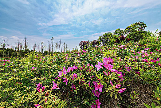 杜鹃花卉特写