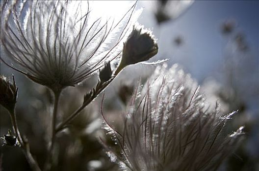 局部,特写,白花