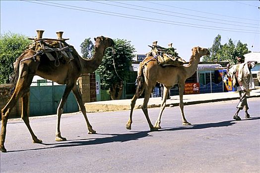骆驼,阿克苏姆,埃塞俄比亚