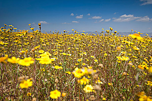 黄色,野花,加利福尼亚,美国