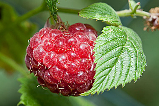树莓,花园,多特蒙德,北莱茵威斯特伐利亚,德国,欧洲