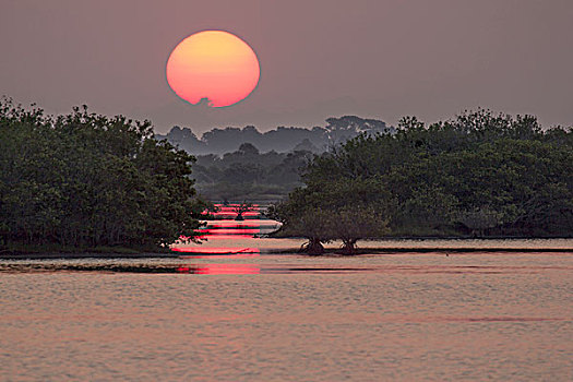 日出,红树,水,梅里特岛,国家野生动植物保护区,佛罗里达