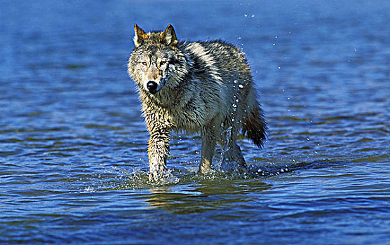 北美,灰狼,狼,成年,动物,水,加拿大