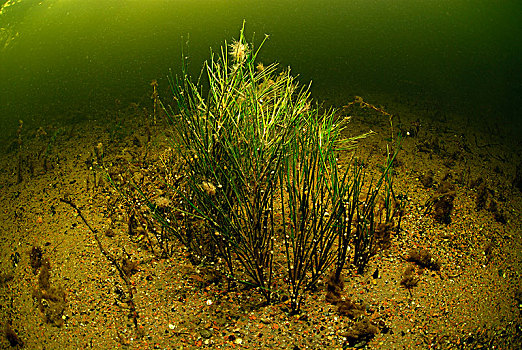 水下摄影,波罗的海