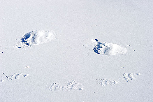 北极熊,轨迹,雪地,瓦普斯克国家公园,哈得逊湾,曼尼托巴,加拿大,冬天