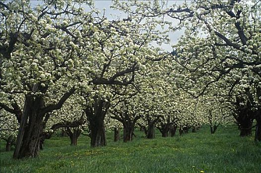 苹果树,农场,俄勒冈,美国