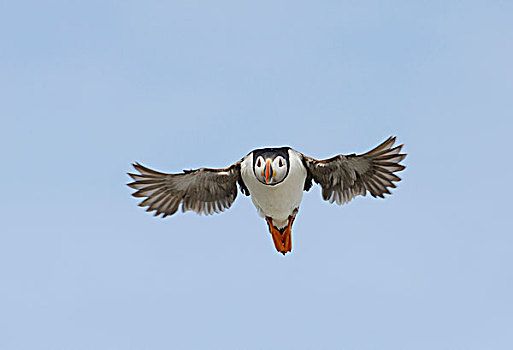 角嘴海雀,北极,飞行,法恩群岛,诺森伯兰郡,英格兰,英国,欧洲