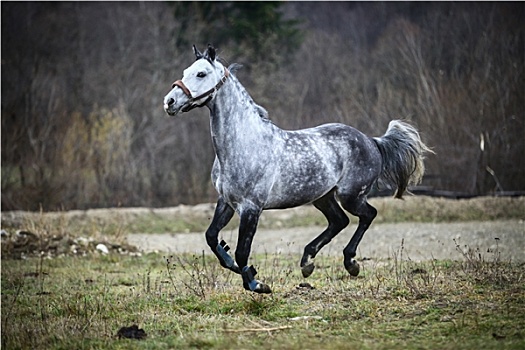 跑,灰色,马