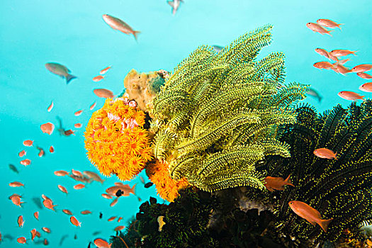 鱼,金拟花鲈,水下,海洋生物,岛屿,靠近,波多黎各,菲律宾