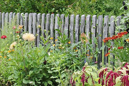 花园栅栏,彩色,花