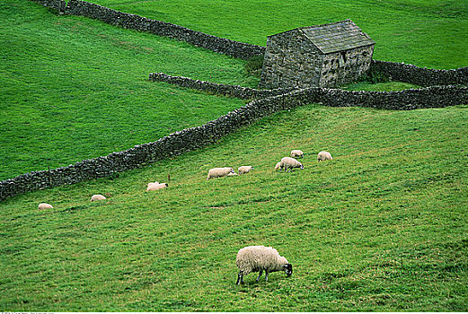 绵羊,山坡,约克郡,英格兰