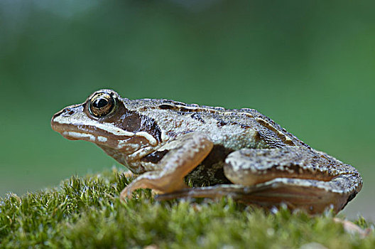 田野林蛙,德国,欧洲