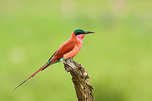 深红色,食蜂鸟,莫雷米禁猎区,奥卡万戈三角洲,博茨瓦纳
