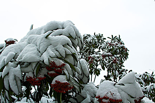 雪景