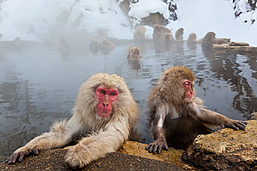 日本猕猴,雪猴,国家公园,本州,日本