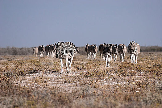 牧群,斑马,埃托沙国家公园,纳米比亚,非洲