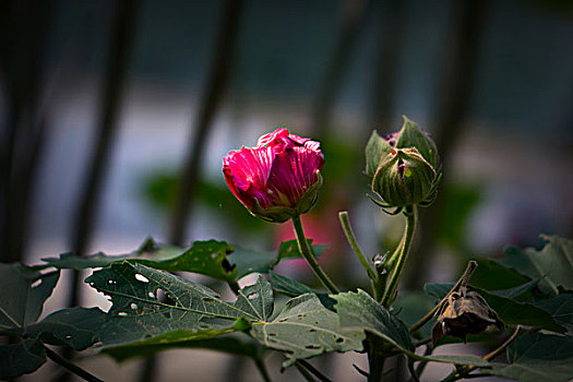 美丽的芙蓉花,木芙蓉,拒霜花,木莲,地芙蓉,华木