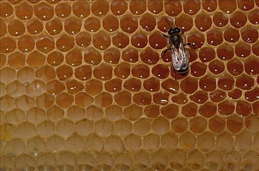 蜜蜂,意大利蜂,蜂蜜,蜂窝,北美