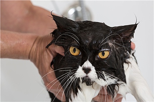 浴,猫