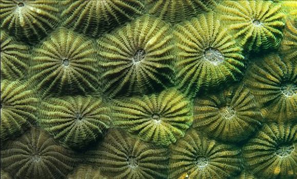 珊瑚虫,石头,珊瑚,印度尼西亚,东南亚
