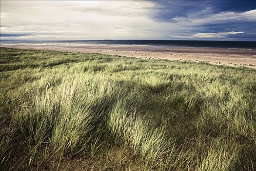 草,海滩,东洛锡安,苏格兰