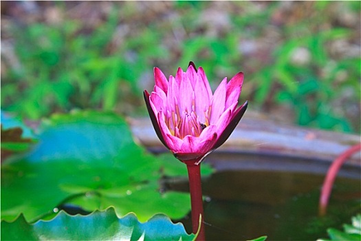 荷花,花,盛开,水塘