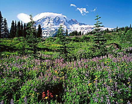 美国,华盛顿,山,国家公园,亚高山,草地,雷尼尔山,远景,大幅,尺寸