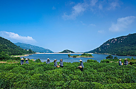 连云港市后云台山茶田景观