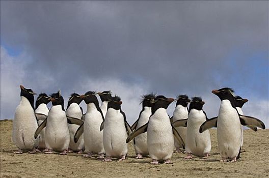 凤冠企鹅,南跳岩企鹅,群,海滩,鹅卵石,岛屿,福克兰群岛